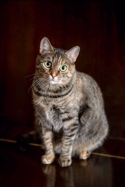 istock Portrait of a cat sitting 1201170124