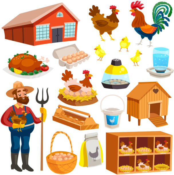 poultry farm chiken hennery Poultry farm elements set with owner  birds barn coop roost chicken meat and eggs isolated vector illustration feeding chickens stock illustrations