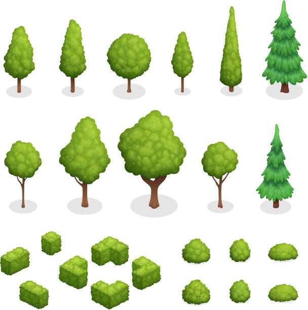 парк дерево изометрический набор - deciduous tree tree trunk nature the natural world stock illustrations
