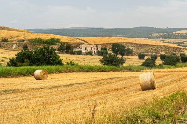 istock Rural landscape in Basilicata at summer 1201174564