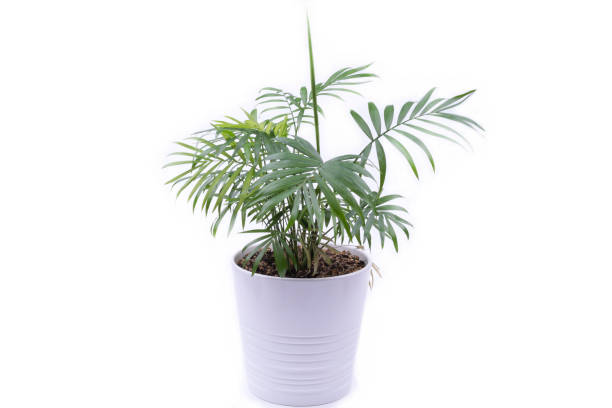 istock indoor flower in a white pot 1201175219