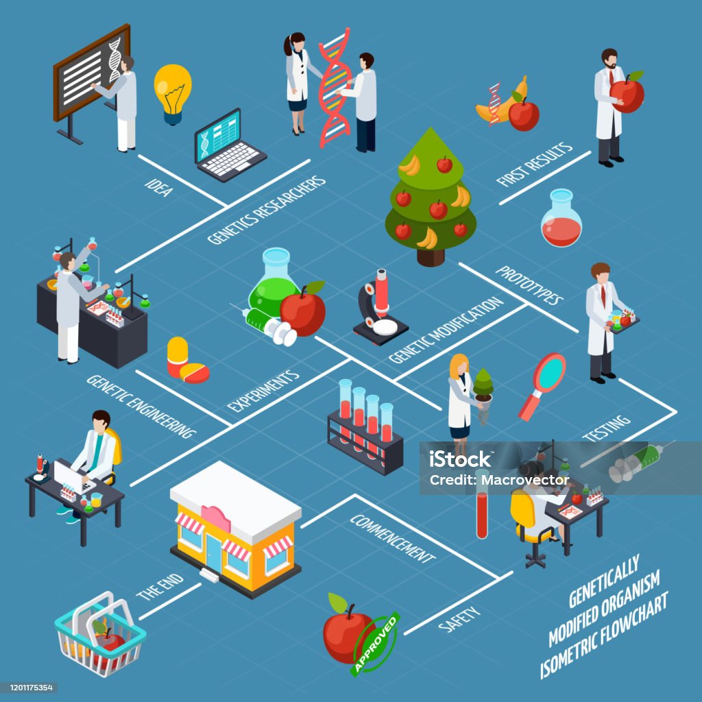 Gmo Process Genetically Modified Organism Gmo Orthogonal Flat Flowchart Stock ...