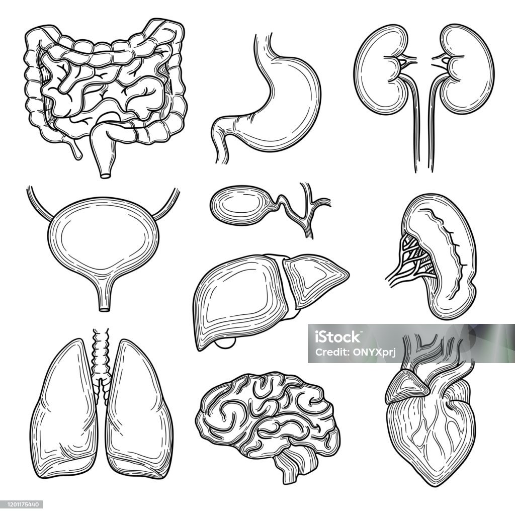 Ilustración de Dibujo De Órganos Humanos Cerebro Corazón Corazón Corazón Estómago Cuerpo De La Anatomía Del Cuerpo Partes Vector Dibujado A Mano Conjunto y más Vectores Libres de Derechos de Dibujar - Ilustración de Dibujo De Órganos Humanos Cerebro Corazón Corazón Corazón Estómago Cuerpo De La Anatomía Del Cuerpo Partes Vector Dibujado A Mano Conjunto y más Vectores Libres de Derechos de Dibujar -