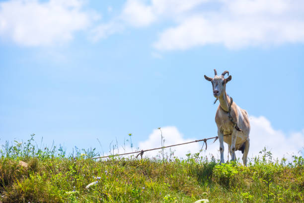 A low angle shot of brown goat in scenic natural background
