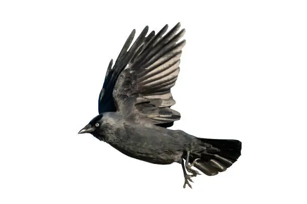 Jackdaw (Coloeus monedula) crow cut out and isolated on a white background