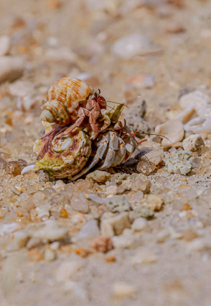 una variedad de cangrejos ermitaños en forma - land hermit crab fotografías e imágenes de stock