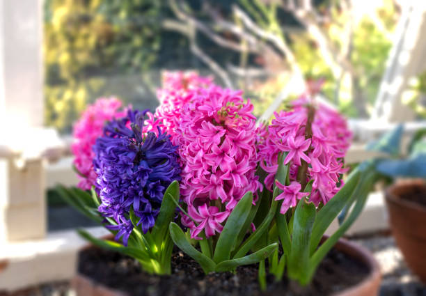 Hyacinth flowers in pot.