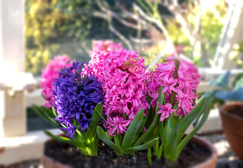 Hyacinth blossom. Close-up purple or lilac hyacinthus flowers in pot indoors