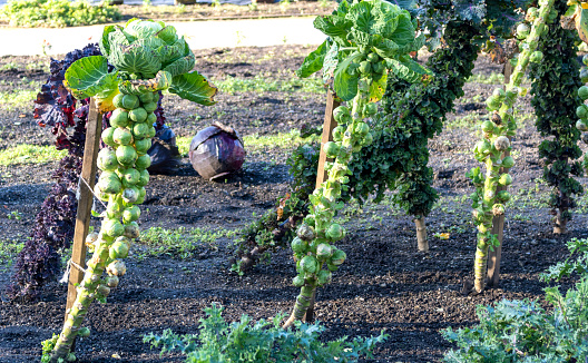 Brussels sprouts plants at vegetable garden.