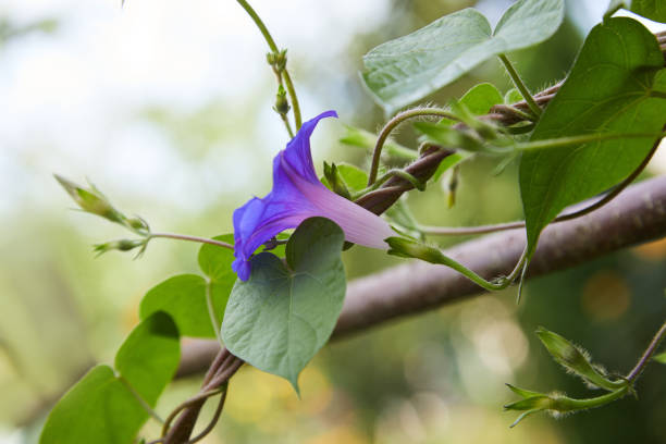 (Convolvulus arvensis) also known as morning glory flower Closeup of purple blue colored field bindweed flowers (Convolvulus arvensis) also known as morning glory flower in fool bloom ipomoea purpurea stock pictures, royalty-free photos & images