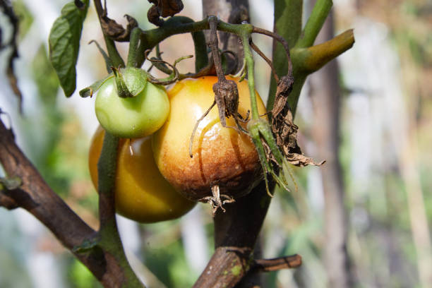 istock Tomato is ill with Phytophthora (Phytophthora Infestans). 1201179468
