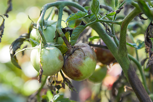 omato plant has got ill by Phytophthora (Phytophthora Infestans). Tomatoes has got sick by late blight, agriculture
