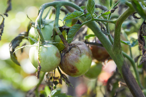 Tomato is ill with Phytophthora (Phytophthora Infestans). stock photo