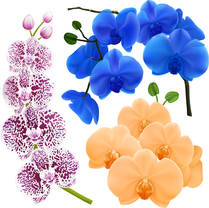 Orchid branches with colorful flowers 3 realistic images set in apricot royal blue and purple spots vector illustration