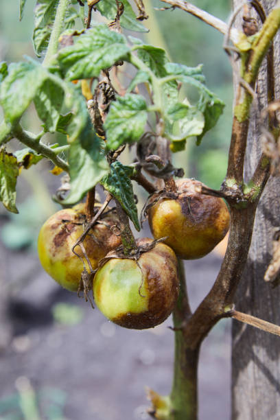 istock Tomato is ill with Phytophthora (Phytophthora Infestans). 1201179736