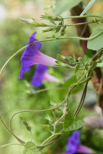 (Convolvulus arvensis) also known as morning glory flower Closeup of purple blue colored field bindweed flowers (Convolvulus arvensis) also known as morning glory flower in fool bloom ipomoea purpurea stock pictures, royalty-free photos & images