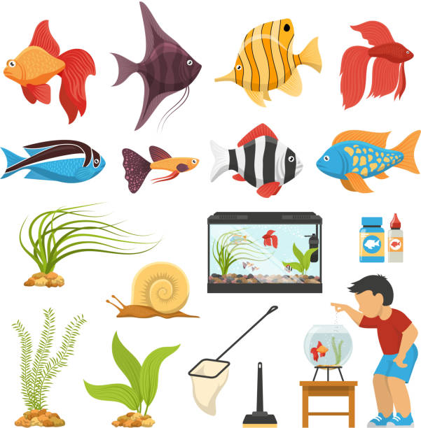 ilustrações de stock, clip art, desenhos animados e ícones de aquaristics aquarium fish people set - filter feeder