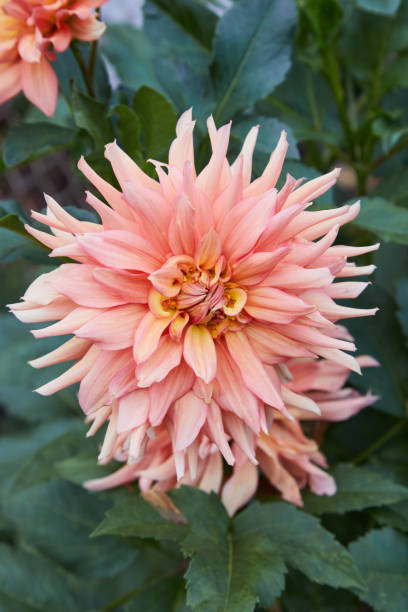 istock Dahlia Flower, Big Brother, 1201179930