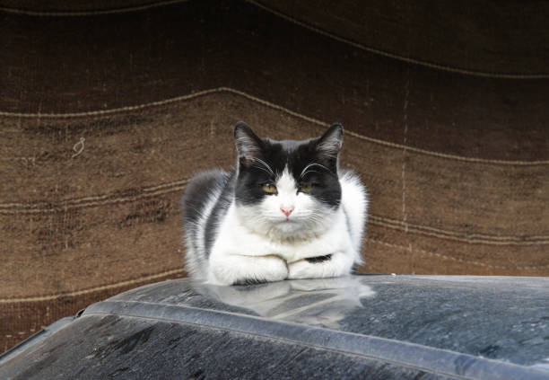 portrait of a cat on the street