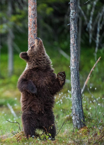 istock Brown bear cub stands on its hind legs by a tree in  summer forest. 1201180196