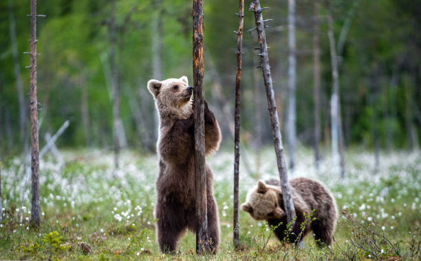 istock Brown bear cub stands on its hind legs by a tree in  summer forest. Scientific name: Ursus Arctos ( Brown Bear). 1201180873