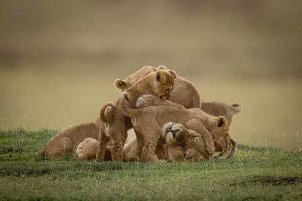 istock Lioness lies on savannah covered in cubs 1201181094