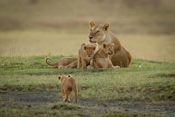 istock Lioness lies with cubs approached by another 1201181131