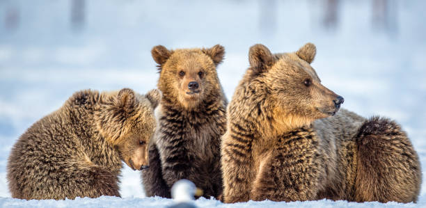 istock She-Bear and bear cubs on the snow. Brown bears  in the winter forest. 1201181237