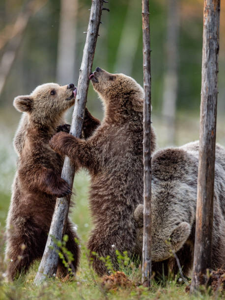 istock Brown bear cubs stands on its hind legs. Scientific name: Ursus Arctos ( Brown Bear). 1201181341