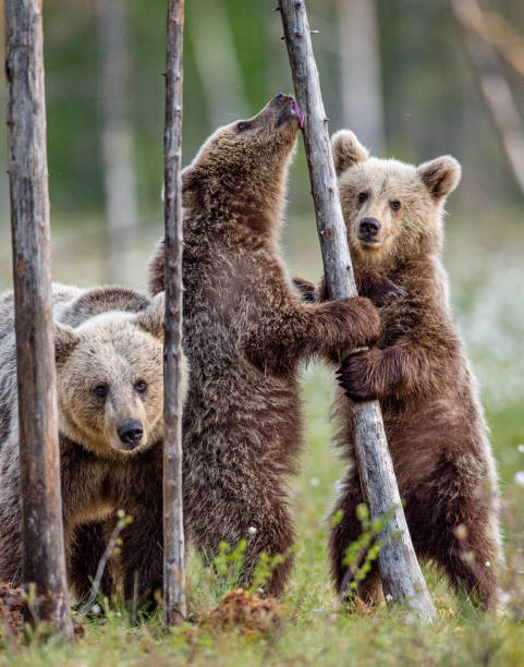 istock Brown bear cubs stands on its hind legs. Scientific name: Ursus Arctos ( Brown Bear). 1201181374