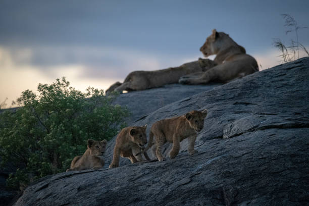 istock Lioness nurses cub on rock near others 1201181404