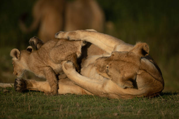 istock Lioness on back tries to grab cub 1201181479