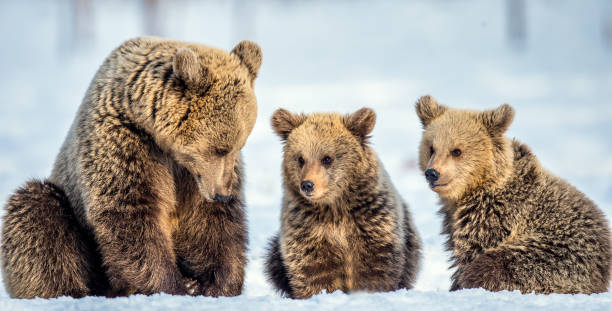 istock She-Bear and bear cubs on the snow. Brown bears  in the winter forest. 1201181537