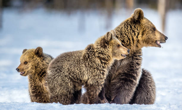 istock She-Bear and bear cubs on the snow. Brown bears  in the winter forest. 1201181545