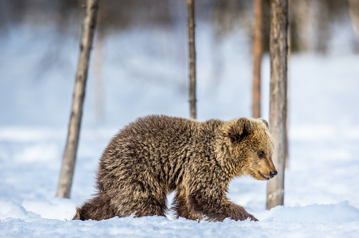 Bear cub walking on the snow. Brown bears  in the winter forest. Natural habitat. Scientific name: Ursus Arctos Arctos.