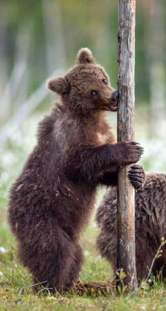 istock Brown bear cub stands on its hind legs by a tree in  summer forest. Scientific name: Ursus Arctos 1201181704