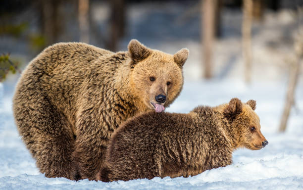 istock She-Bear and bear cub on the snow. Brown bears  in the winter forest. 1201181783