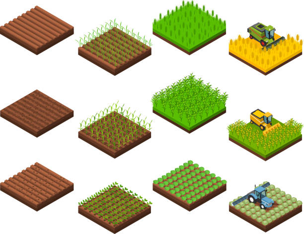 farm harvesting set isometric Farm harvesting set with isolated isometric square field section images at various stages of harvesting operations vector illustration land illustrations stock illustrations