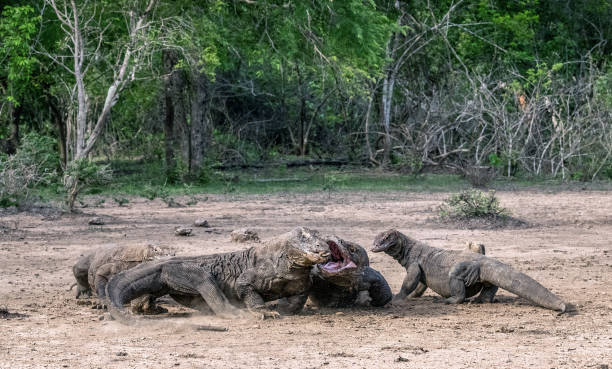 istock Fight of komodo dragons for prey. 1201182228
