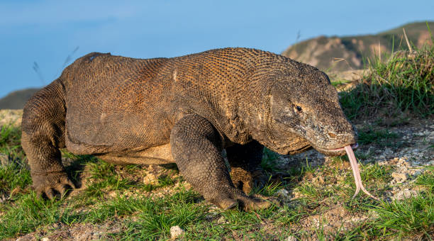 istock Komodo dragon. Scientific name: Varanus komodoensis. 1201182901