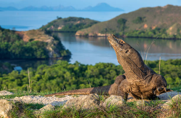 istock Komodo dragon. Scientific name: Varanus komodoensis. 1201183016