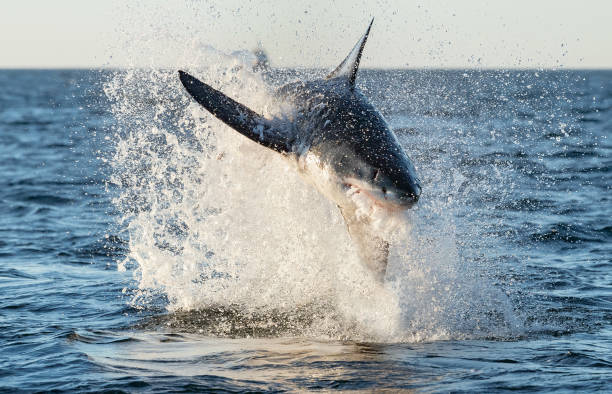 istock Breaching Great White Shark. Front view, Scientific name: Carcharodon carcharias. South Africa 1201183045