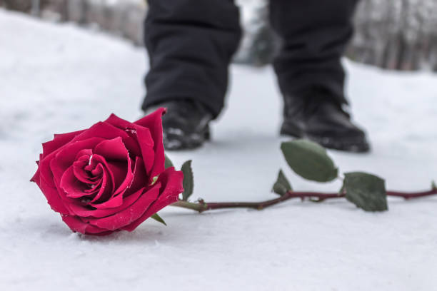 eine rote rose liegt im schnee und ein mann im hintergrund ist dabei, darauf zu treten - crushed single flower flower rose stock-fotos und bilder