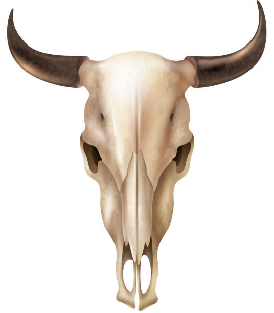 cow skull realistic Realistic cow skull with stains and black shiny horns on white background isolated vector illustration hunting horn stock illustrations