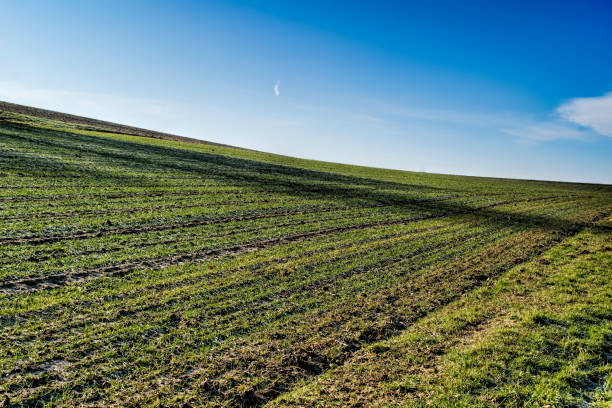 Green field and bright sun in spring, switzerland stock photo