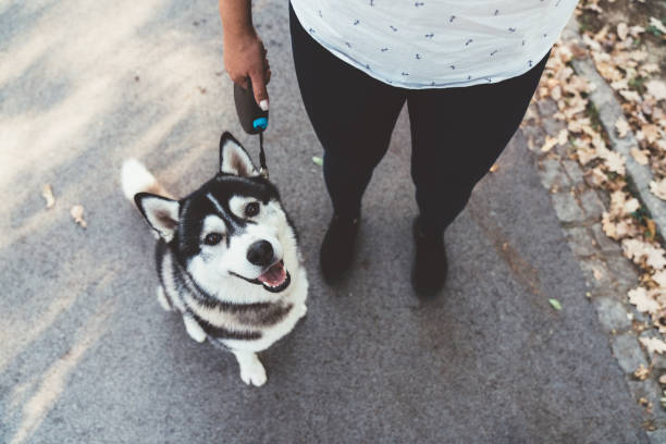 istock Portrait of siberian husky 1201185578