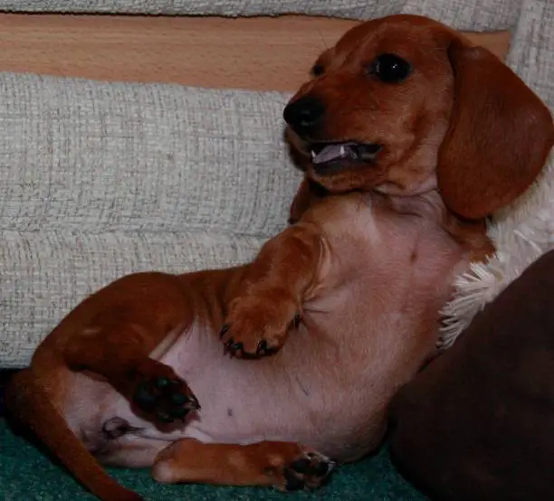 One of the world's best loved dog breeds, the Miniature Dachshund....otherwise known as a 'Sausage Dog'