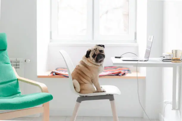 Working at the own Scandinavian-style apartment by laptop with a small fluffy cute pug