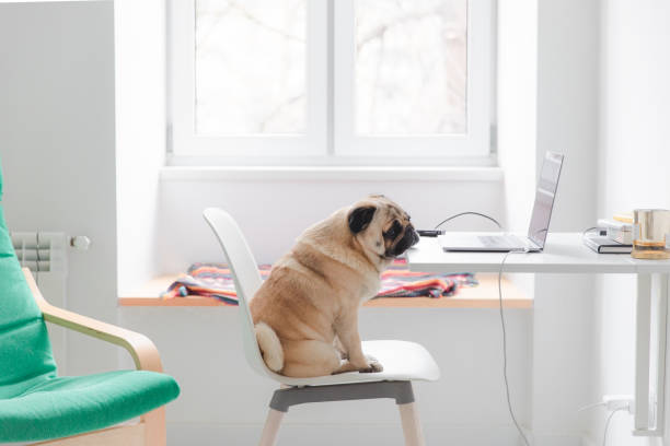 istock Having a great working day at home with dog 1201185937