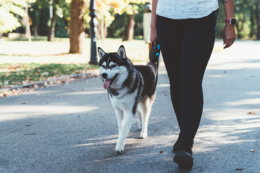 Young woman with Siberian husky walking in the park at sunny day